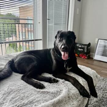 Coco Puff -  Labrador Retriever and Mixed Breed Dog for Adoption in Falls Church, Virginia - Coco Puff | PetCurious