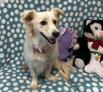 Chihuahua Dogs Available for Adoption - Halle | PetCurious