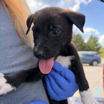 TX4171 Gus -  German Shepherd Dog and Mixed Breed Dog for Adoption in Port Washington, New York - TX4171 Gus | PetCurious