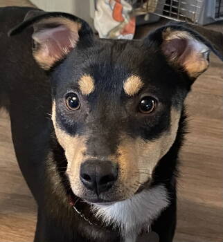Rescue German Shepherd Dog and Miniature Pinscher Dogs for Adoption in Fishers, Indiana - Radley | PetCurious