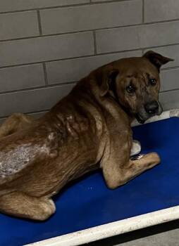 German Shepherd Dog and Mixed Breed Dogs Available for Adoption - EDGAR | PetCurious