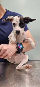 Crimson -  Terrier Dog for Adoption in Athens, Tennessee - Crimson | PetCurious