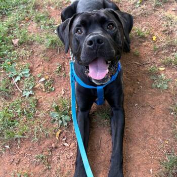 Dozer -  Cane Corso Dog for Adoption in Lynchburg, Virginia - Dozer | PetCurious
