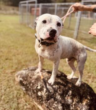 Rescue Staffordshire Bull Terrier Dogs for Adoption in Newborn, Georgia - CREEK | PetCurious
