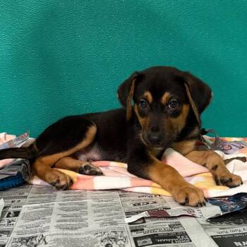 Corduroy -  Shepherd Dog for Adoption in San Antonio, Texas - Corduroy | PetCurious