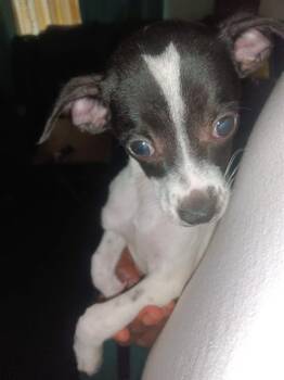 Rescue Rat Terrier Dogs for Adoption in San Antonio, Texas - JAJA | PetCurious