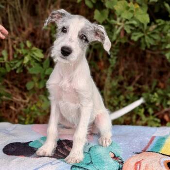 Oona 09-1912 -  Poodle and Old English Sheepdog Dog for Adoption in Tyrone, Georgia - Oona 09-1912 | PetCurious