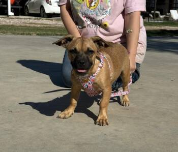 Breezy -  French Bulldog and Chiweenie Dog for Adoption in Sealy, Texas - Breezy | PetCurious