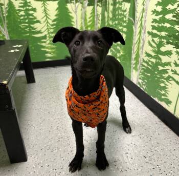 Rescue Belgian Shepherd Malinois and Husky Dogs for Adoption in Logan, Utah - Zero | PetCurious