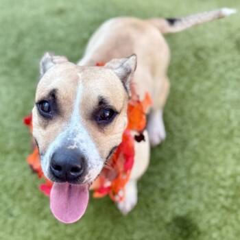 Rescue Basset Hound and Labrador Retriever Dogs for Adoption in Largo, Florida - Opal | PetCurious