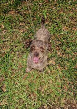 Poodle Dogs Available for Adoption in Elmwood, Louisiana - Mabel | PetCurious