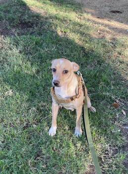 Enzo -  Chihuahua and Dachshund Dog for Adoption in Palm Desert, California - Enzo | PetCurious