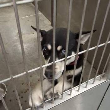 Husky Dogs Available for Adoption in Hannibal, Missouri - Sally | PetCurious