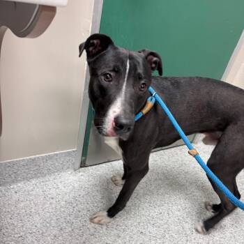 Morningstar -  Great Dane and Mixed Breed Dog for Adoption in Reno, Nevada - Morningstar | PetCurious