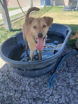 DOG 31 -  Black Mouth Cur and Mixed Breed Dog for Adoption in Corpus Christi, Texas - DOG 31 | PetCurious