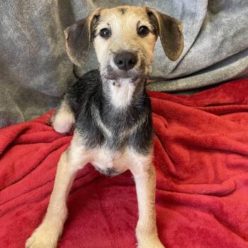 Harry -  Mixed Breed Dog for Adoption in Lacon, Illinois - Harry | PetCurious
