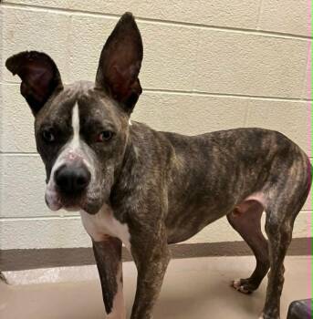 Odin -  Pit Bull Terrier Dog for Adoption in Christiansburg, Virginia - Odin | PetCurious