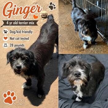 Ginger -  Terrier Dog for Adoption in Anahuac, Texas - Ginger | PetCurious