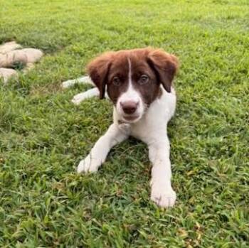 Mark -  Australian Shepherd Dog for Adoption in Kimberlin Heights, Tennessee - Mark | PetCurious