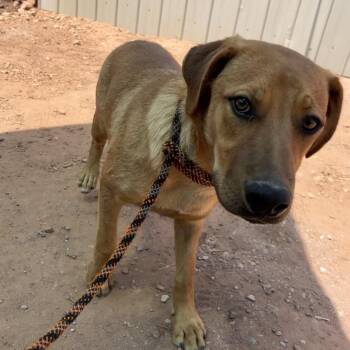 Calculus -  Mixed Breed Dog for Adoption in Moab, Utah - Calculus | PetCurious