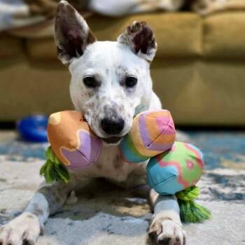 Australian Cattle Dog Blue Heeler Dogs Available for Adoption - Jingle | PetCurious