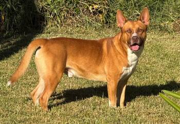 Chip -  Hound Dog for Adoption in New Orleans, Louisiana - Chip | PetCurious