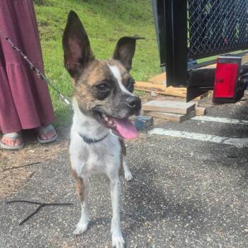 Sweetie -  Boston Terrier and Chihuahua Dog for Adoption in Aberdeen, North Carolina - Sweetie | PetCurious