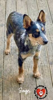 Cattle Dog Dogs Available for Adoption in Joliet, Illinois - Sage | PetCurious