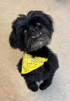 Sophie -  Shih Tzu and Lhasa Apso Dog for Adoption in Anderson, Indiana - Sophie | PetCurious