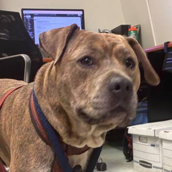 Linus -  Mixed Breed Dog for Adoption in Philadelphia, Pennsylvania - Linus | PetCurious