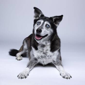 Afina -  Mixed Breed Dog for Adoption in Mentor, Ohio - Afina | PetCurious
