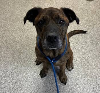 Brooks -  Boxer and Chocolate Labrador Retriever Dog for Adoption in Disputanta, Virginia - Brooks | PetCurious
