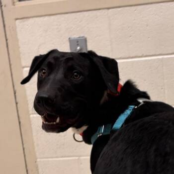 Oreo -  Mixed Breed Dog for Adoption in Murray, Utah - Oreo | PetCurious