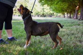 Valkyrie -  Fox Terrier and Mixed Breed Dog for Adoption in Yakima, Washington - Valkyrie | PetCurious