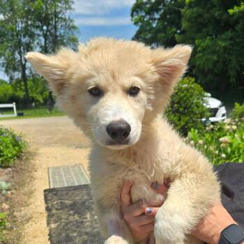 CT Bob avail Jun 13 (Four Town Craft Fair- Somers, CT) -  Husky and Great Pyrenees Dog for Adoption in Eastford, Connecticut - CT Bob Avail Jun 13 (Four Town Craft Fair- Somers, CT) | PetCurious