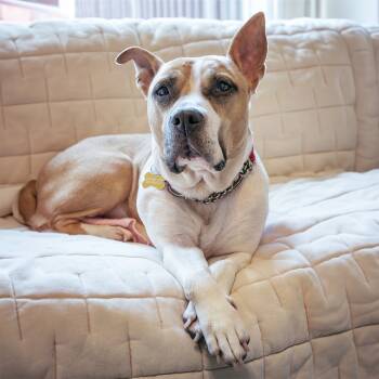 Rescue American Staffordshire Terrier Dogs for Adoption in Baltimore, Maryland - Molly | PetCurious