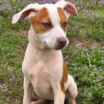 Cattle Dog Dogs Available for Adoption in South Elgin, Illinois - Star | PetCurious
