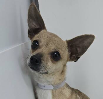 Chihuahua Dogs Available for Adoption - Desdamona | PetCurious