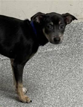 Chihuahua Dogs Available for Adoption in Pasadena, Texas - A183888 | PetCurious