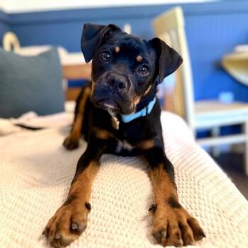 Pug and Rottweiler Dogs Available for Adoption in Friendswood, Texas - Barry Barry Cute Pugweiler Prototype | PetCurious