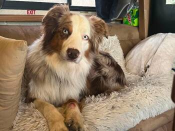 Eldorado -  Australian Shepherd and Mixed Breed Dog for Adoption in Fort Collins, Colorado - Eldorado | PetCurious
