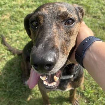 Bagel -  Hound Dog for Adoption in Harrisonburg, Virginia - Bagel | PetCurious