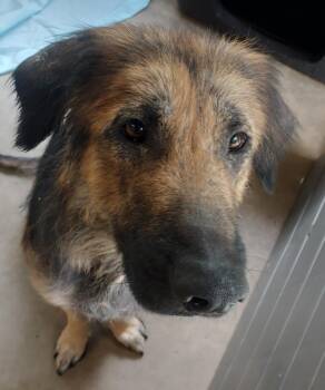 Bear -  German Shepherd Dog and Mixed Breed Dog for Adoption in Saint Clairsville, Ohio - Bear | PetCurious