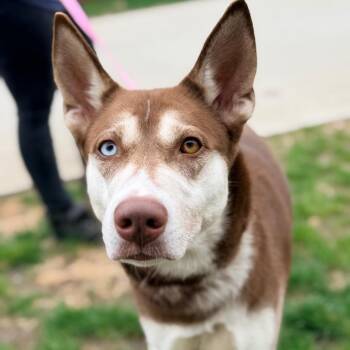Husky Dogs Available for Adoption - Dolly Leane | PetCurious
