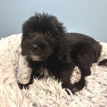 Usopp -  Mixed Breed Dog for Adoption in Park City, Utah - Usopp | PetCurious
