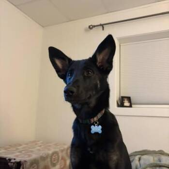 German Shepherd Dog and Husky Dogs Available for Adoption - Koda | PetCurious