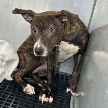 Rescue Mixed Breed Dogs for Adoption in Bristol, Indiana - Margo | PetCurious