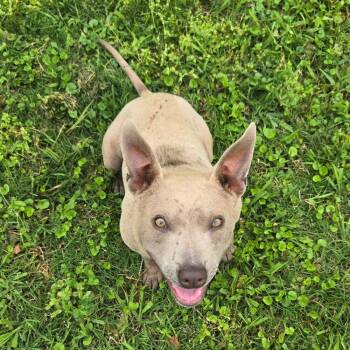 Frankie -  Thai Ridgeback and American Bully Dog for Adoption in Plumerville, Arkansas - Frankie | PetCurious