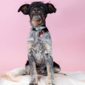 Mixed Breed and Cattle Dog Dogs Available for Adoption - Meatball | PetCurious