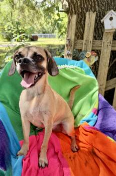 Valente MD14281-T -  Pug and Rat Terrier Dog for Adoption in Missouri City, Texas - Valente MD14281-T | PetCurious